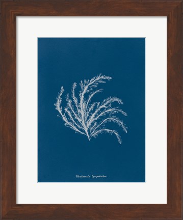 Framed Delicate Coral II Print