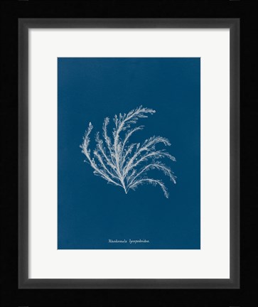 Framed Delicate Coral II Print