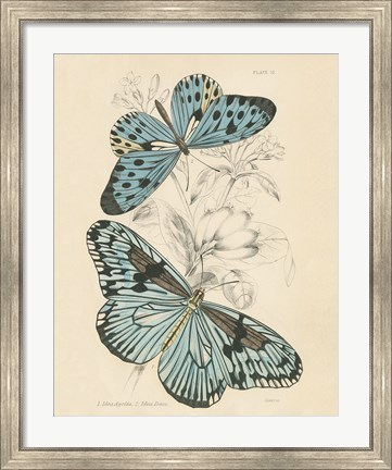 Framed Assortment Butterflies II Print