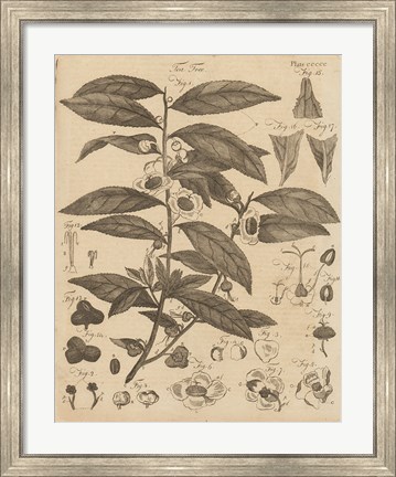 Framed Tea Tree Print