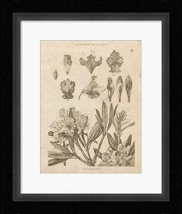 Framed Rhododendrons Vintage Print