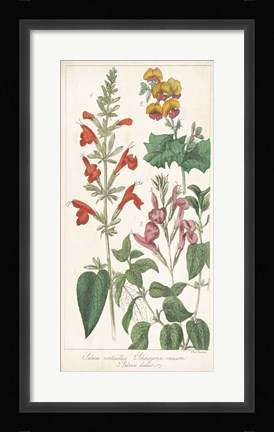 Framed Salvia Florals I Print
