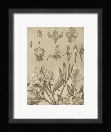 Framed Rhododendrons Print