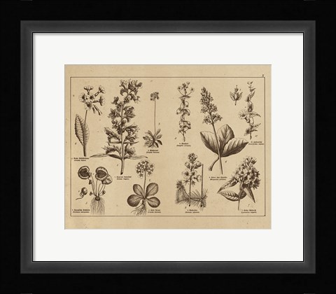 Framed Botanical Floral Chart I Vintage Print