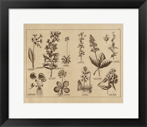 Framed Botanical Floral Chart I Vintage Print