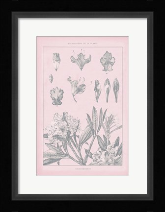 Framed Rose Quartz Rhododendron Print