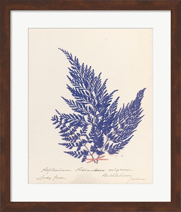 Framed Botanical Fern XVIII Blue Print