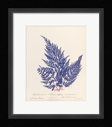 Framed Botanical Fern XVIII Blue Print