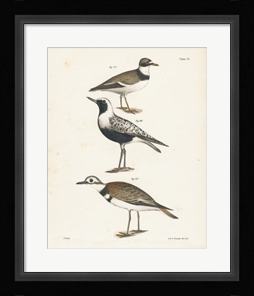 Framed Shore Birds III Print