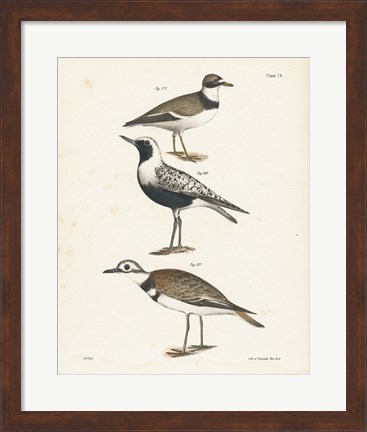 Framed Shore Birds III Print