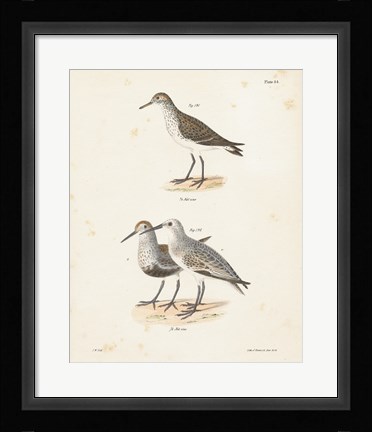 Framed Shore Birds I Print