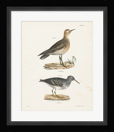 Framed Shore Birds II Print