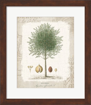 Framed Garden Trees I - Nutmeg Tree Print