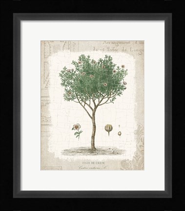 Framed Garden Trees I - Ciste de Crete Print