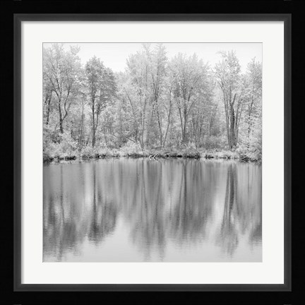 Framed Tree Reflections Print