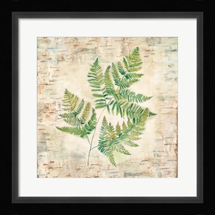 Framed Birch Bark Ferns I Print