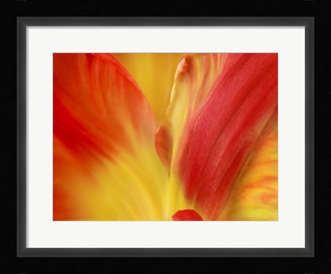 Framed Tulipa Print