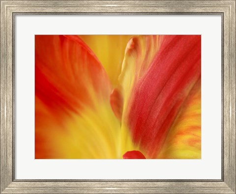 Framed Tulipa Print