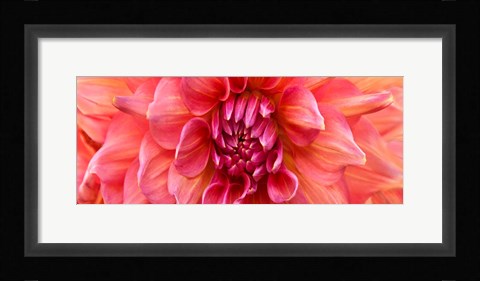 Framed Perfect Dahlia Print
