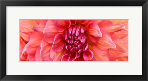 Framed Perfect Dahlia Print