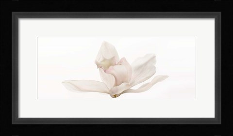 Framed Cattleya Print