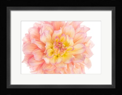 Framed Coral Dahlia Print