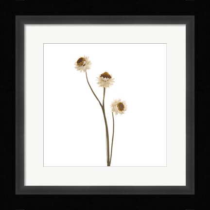 Framed Strawflower Print