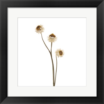 Framed Strawflower Print