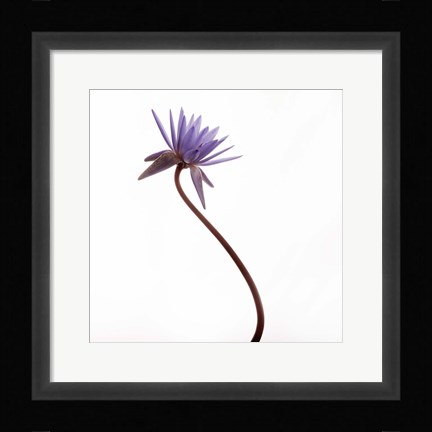 Framed Water Lily Print