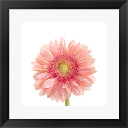 Framed Gerbera Daisy Print