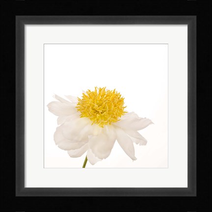 Framed Gold Standard Peony Print