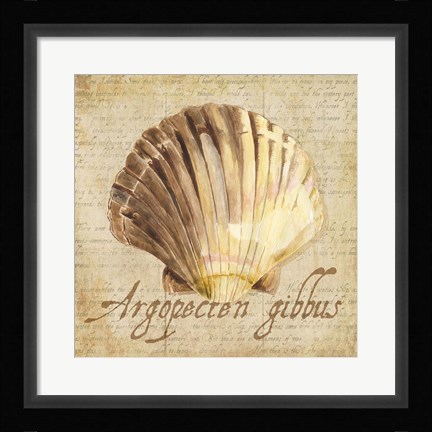 Framed Oceanum Shells Beige V Print
