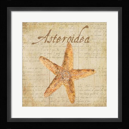 Framed Oceanum Shells Beige VI Print