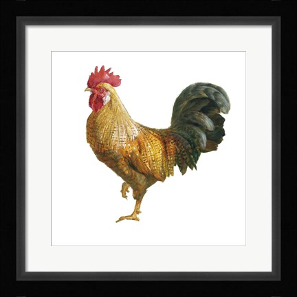 Framed Noble Rooster II on White Print