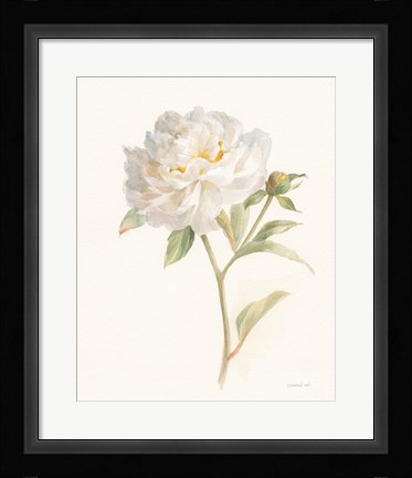 Framed Garden Peony Print