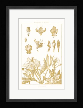 Framed Golden Rhododendron on White Print