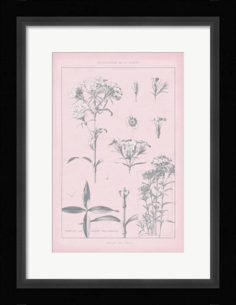 Framed Rose Quartz Phlox Print