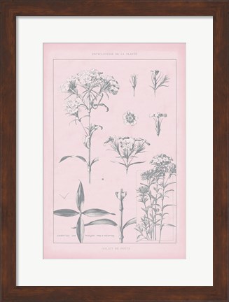 Framed Rose Quartz Phlox Print