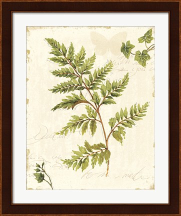 Framed Ivies and Ferns I no Dragonfly Print