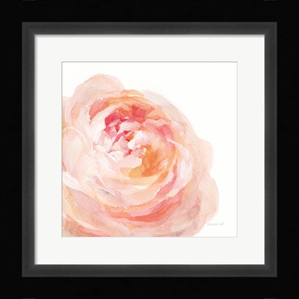 Framed Garden Rose on White Crop Print
