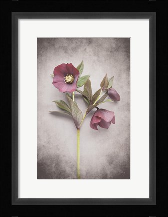 Framed Vintage Hellebore Study V Print