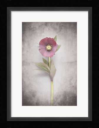 Framed Vintage Hellebore Study VI Print