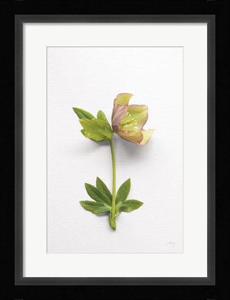 Framed Hellebore Study III Print