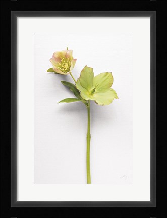 Framed Hellebore Study II Print