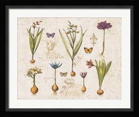 Framed Histoire Naturelle V v2 Print