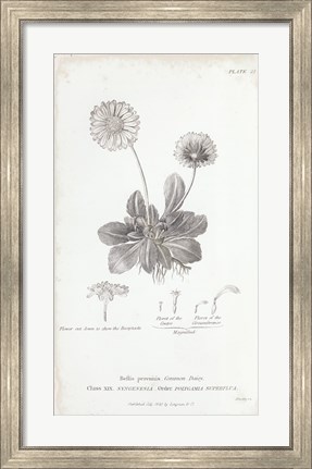 Framed Conversations on Botany IX Print