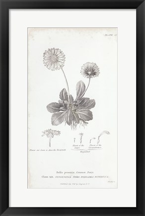 Framed Conversations on Botany IX Print