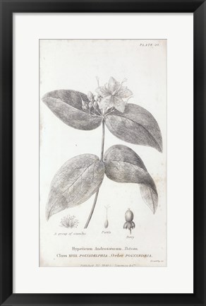 Framed Conversations on Botany VIII Print
