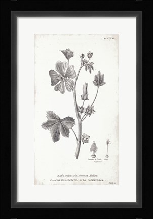 Framed Conversations on Botany VII Print