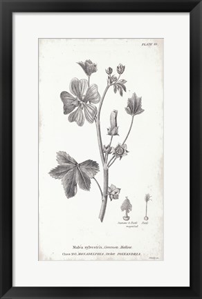 Framed Conversations on Botany VII Print